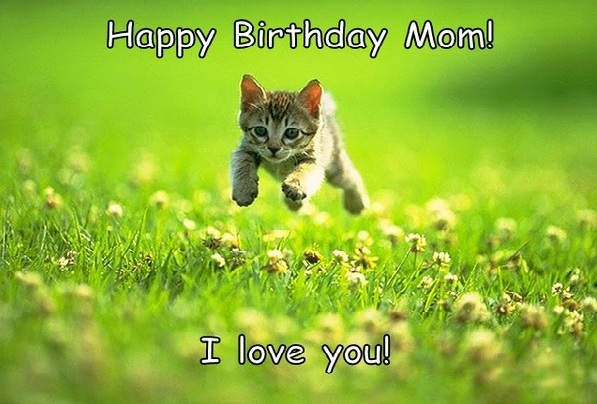 funny Happy Birthday meme for Mom| Birthday cat meme, cute cat meme for birthday