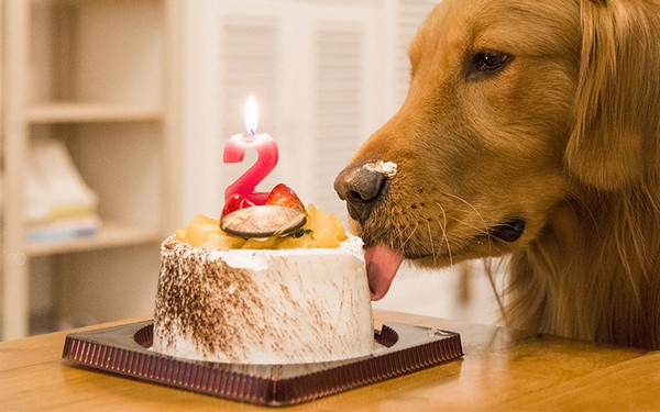 Birthday Cake For Dogs Recipe Uk