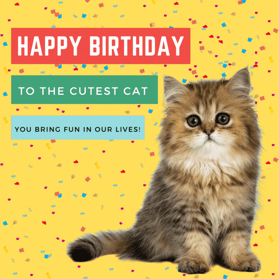 Cute birthday card design for cat birthday with cat picture
