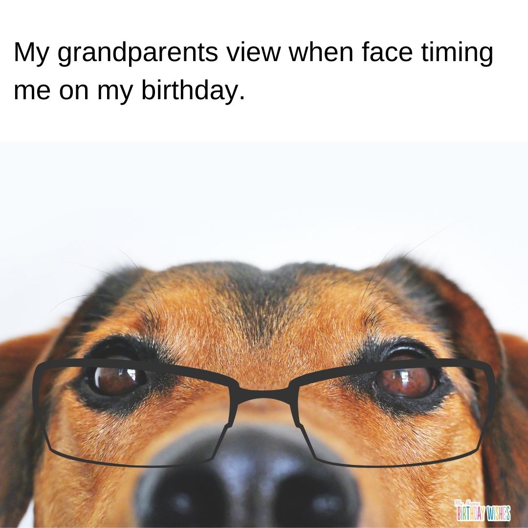 birthday meme about face time with parents on birthday with dog picture