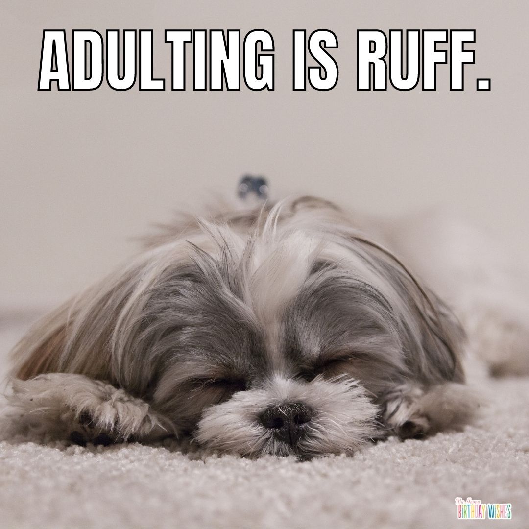 birthday meme about getting rough on adulting with dog sleeping on a sand