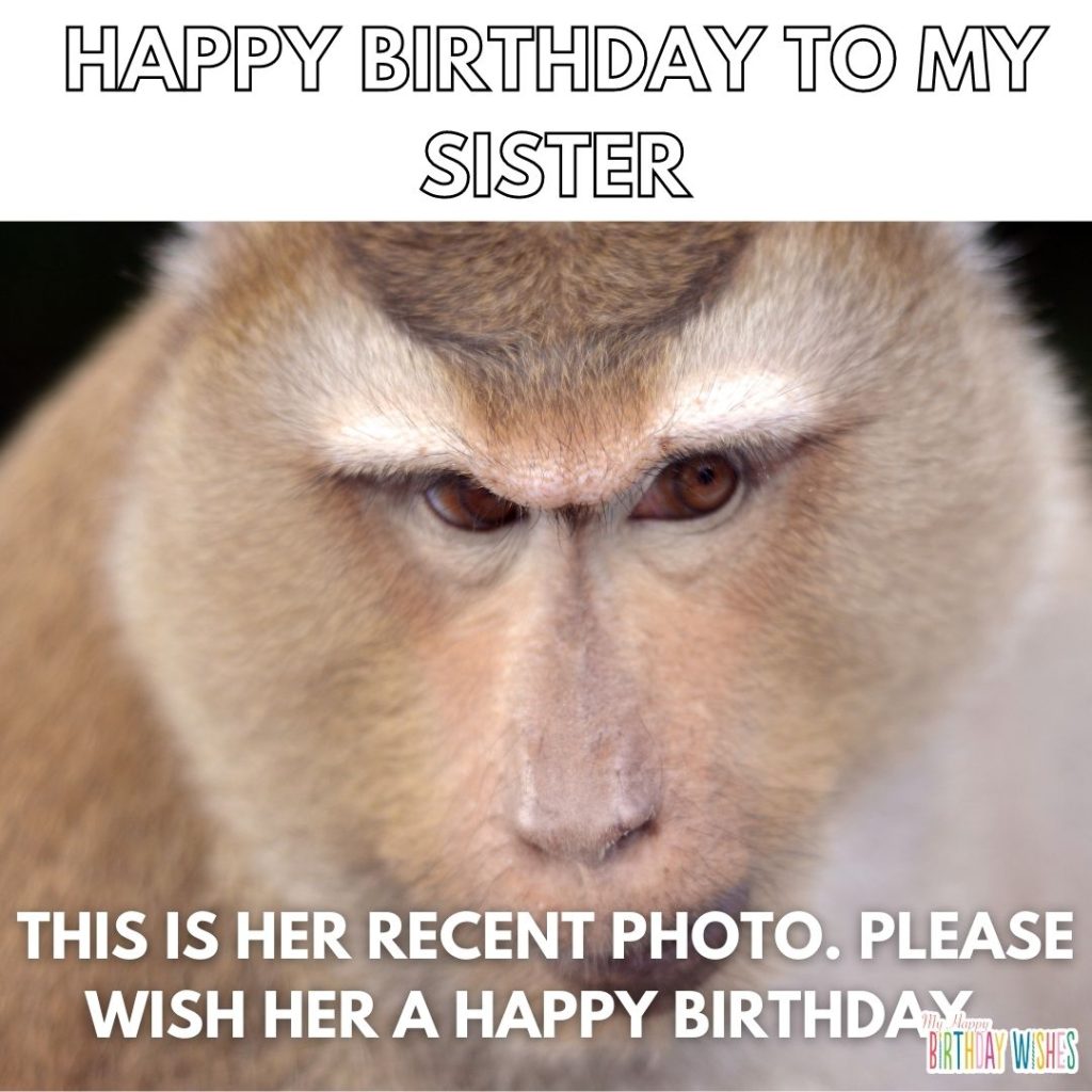 Mad monkey happy birthday memes