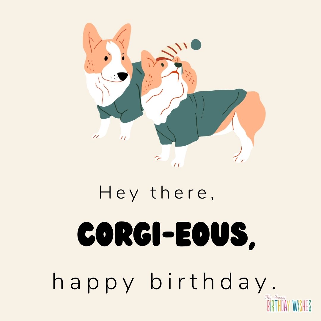 two corgi playing