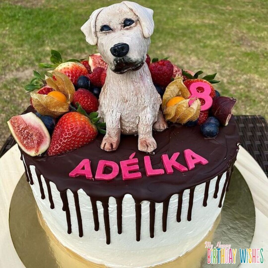 Labrador Fruit Cake - a dog cake with miniature on top with fruits and chocolate drip. 