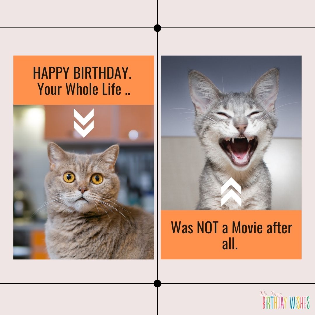 65 Happy Birthday Wishes Involving Cat Meme (with Pictures)