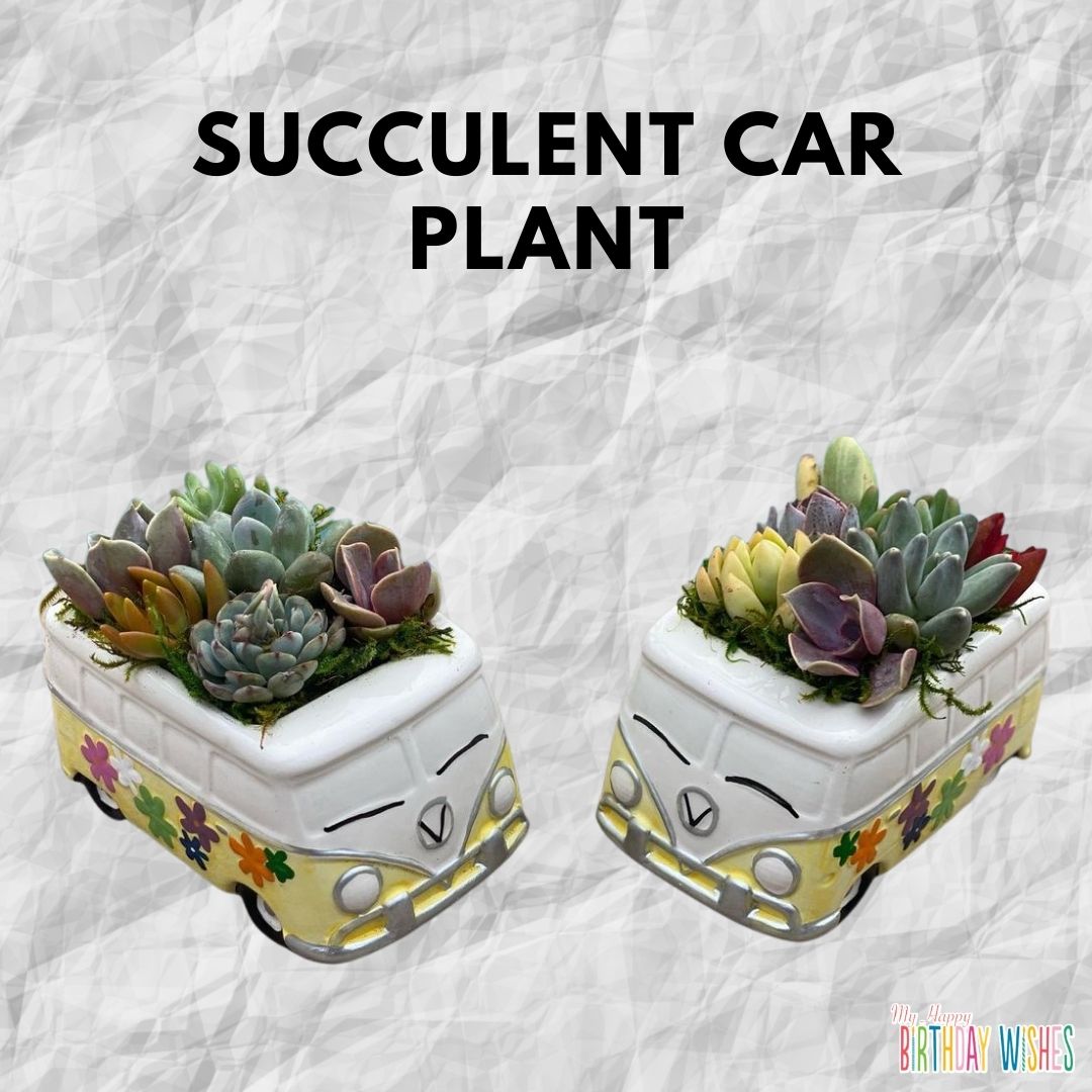 Small Succulent Plant inside car pot