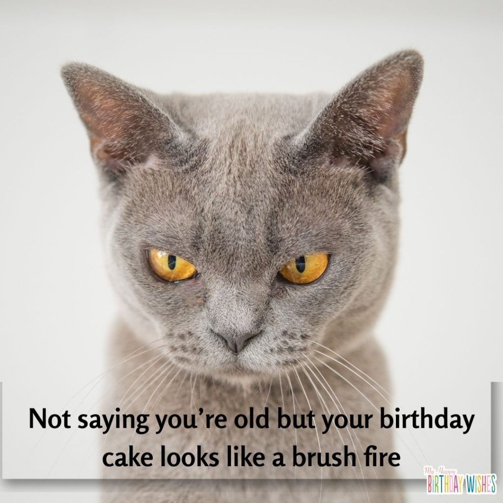 mad cat happy birthday memes