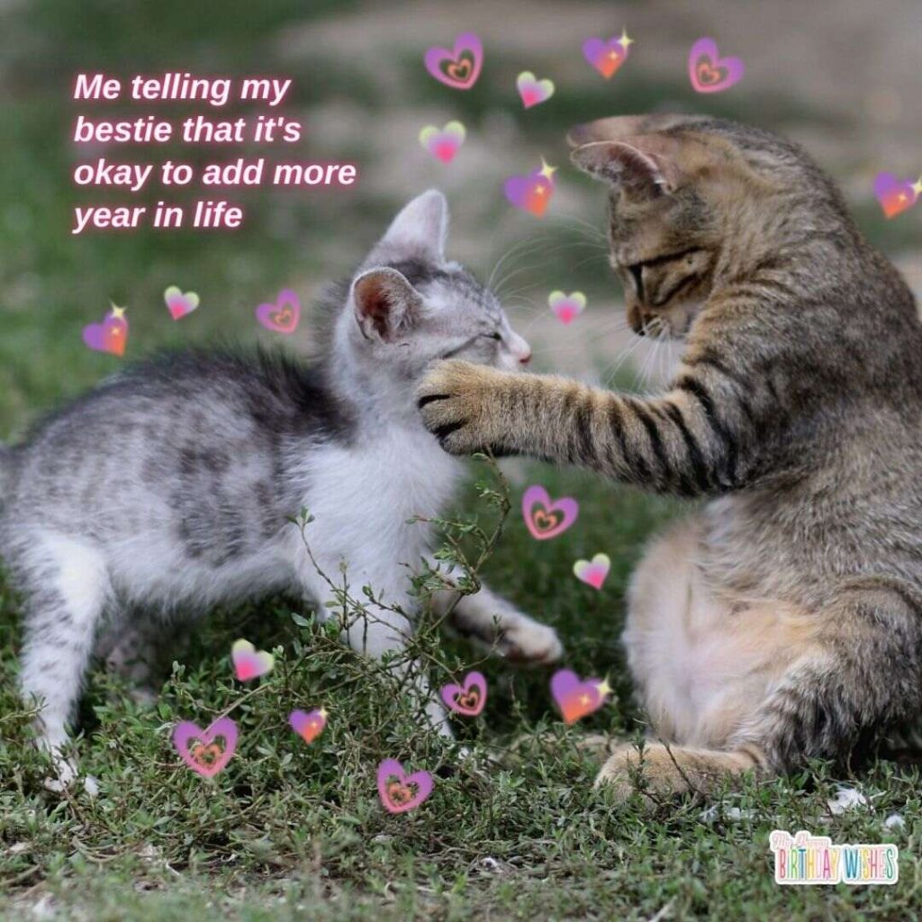 convincing bestie it's okay to get old meme with a kittens image