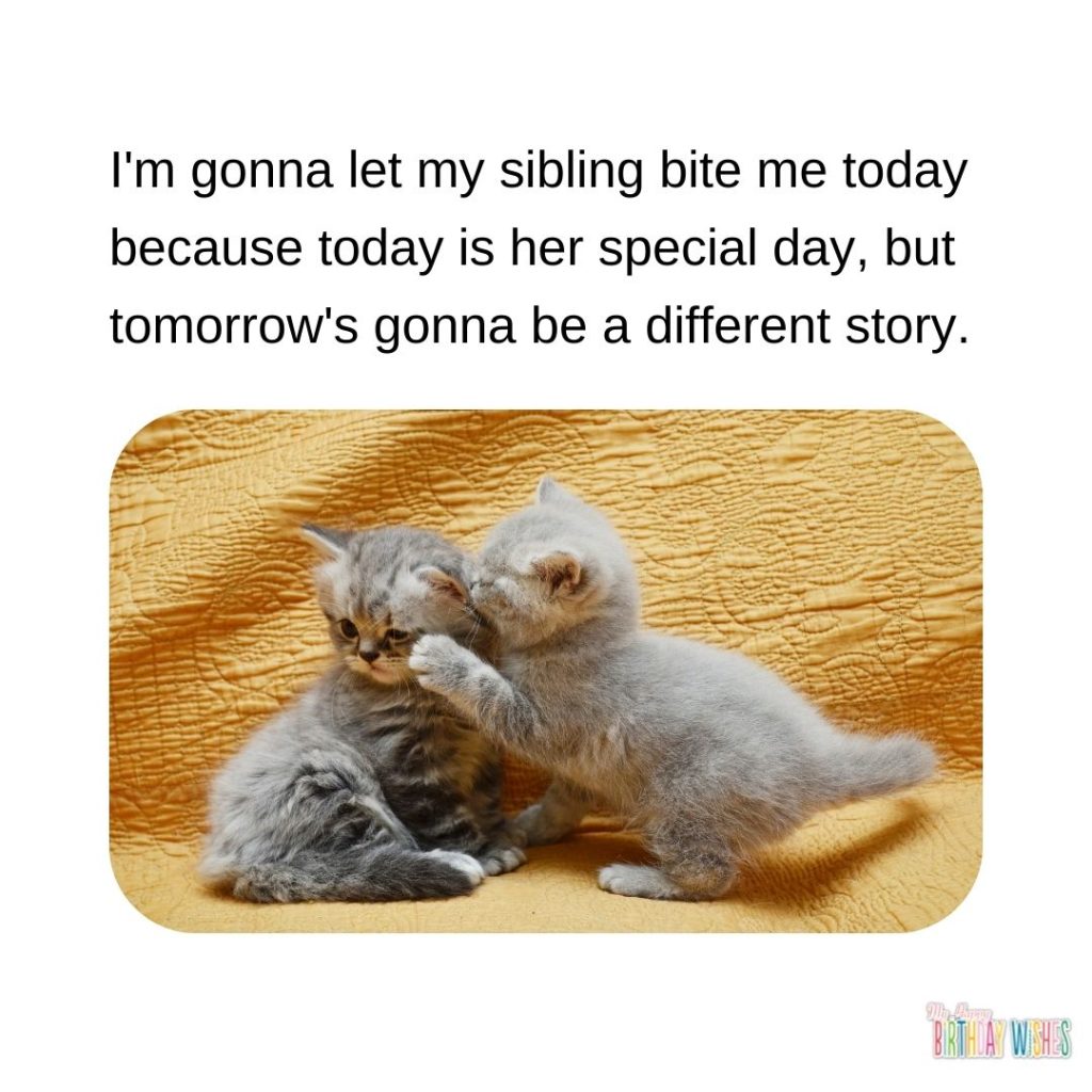 letting my sibling bite because it's her birthday meme with kittens biting ears