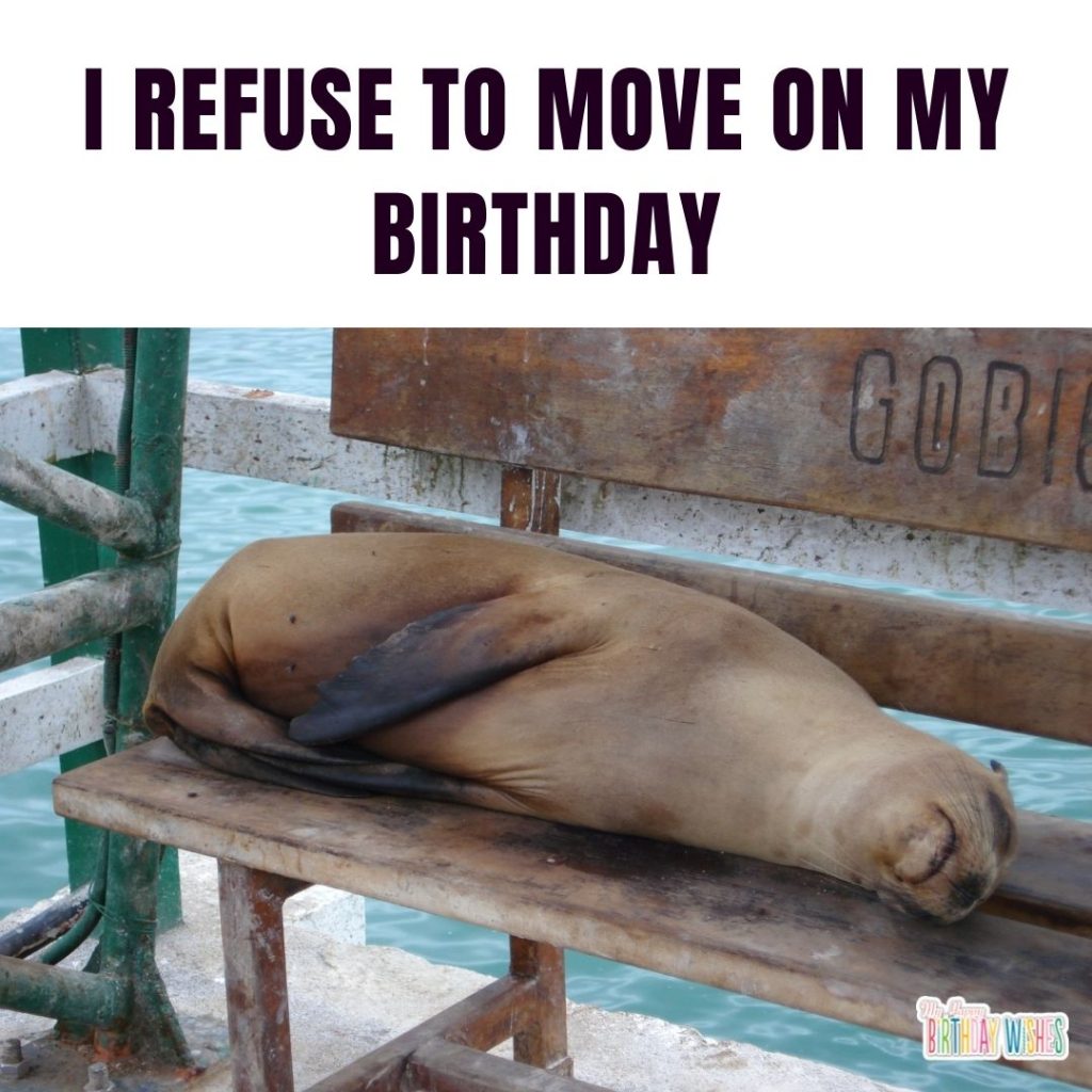 tired seal image on birthday meme