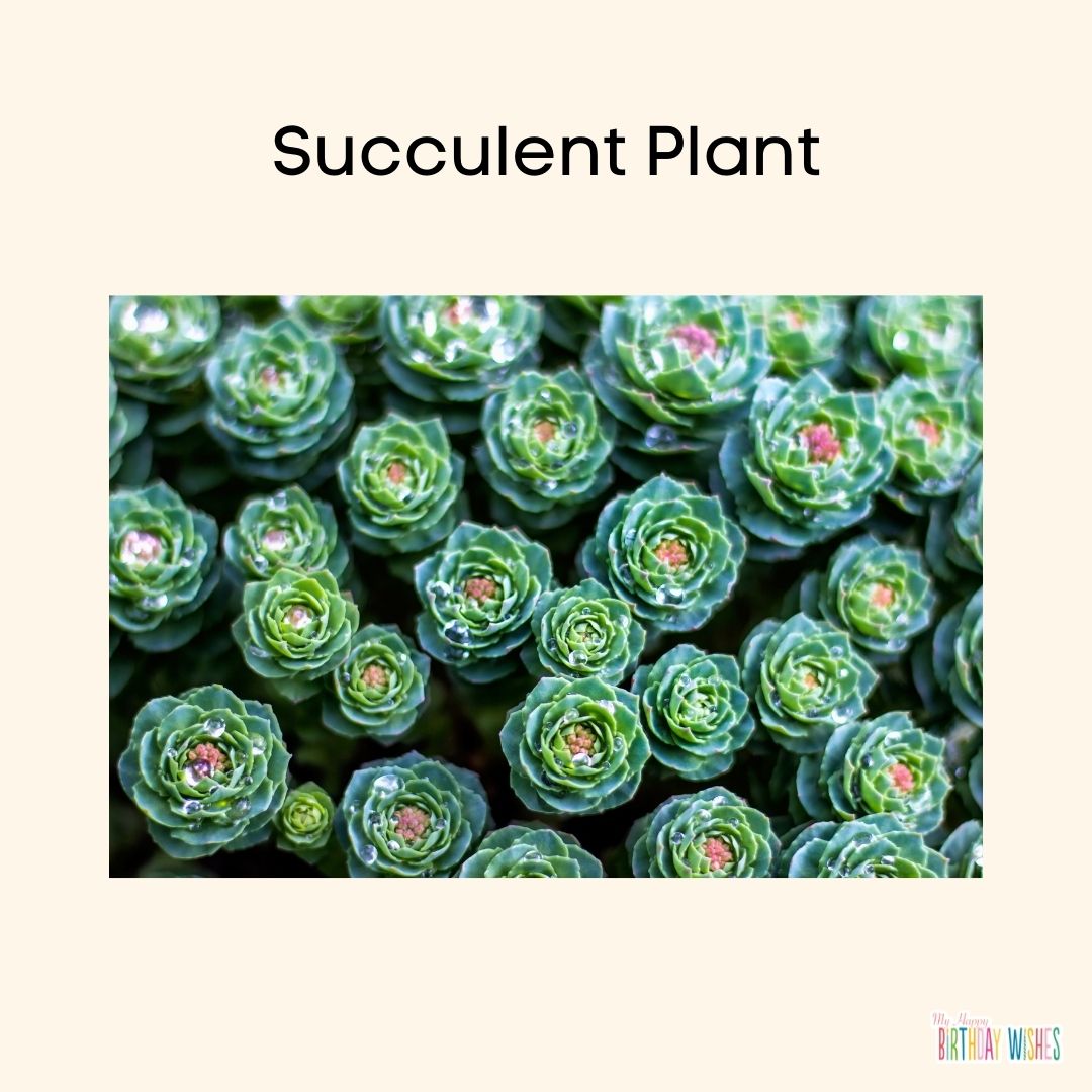 succulent plant gift for mom's birthday