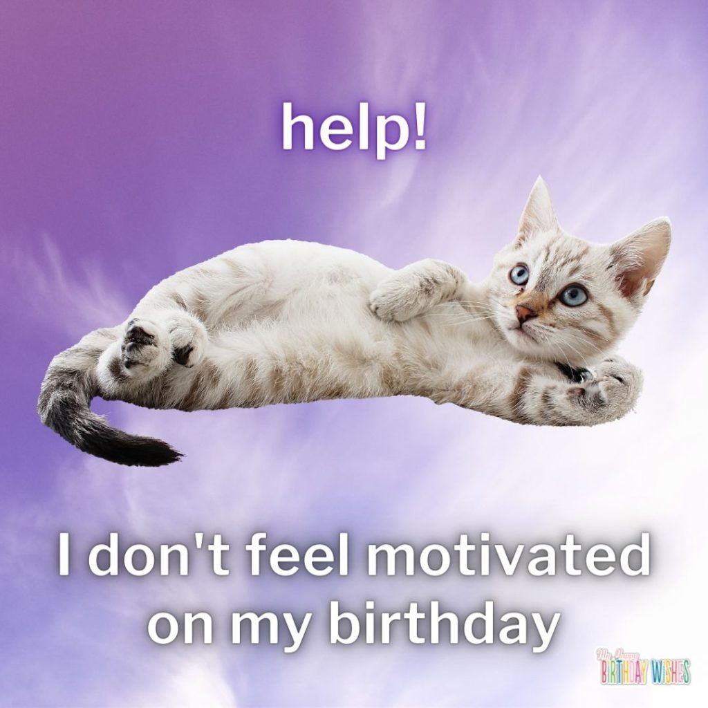 unmotivated cat birthday meme happy birthday memes