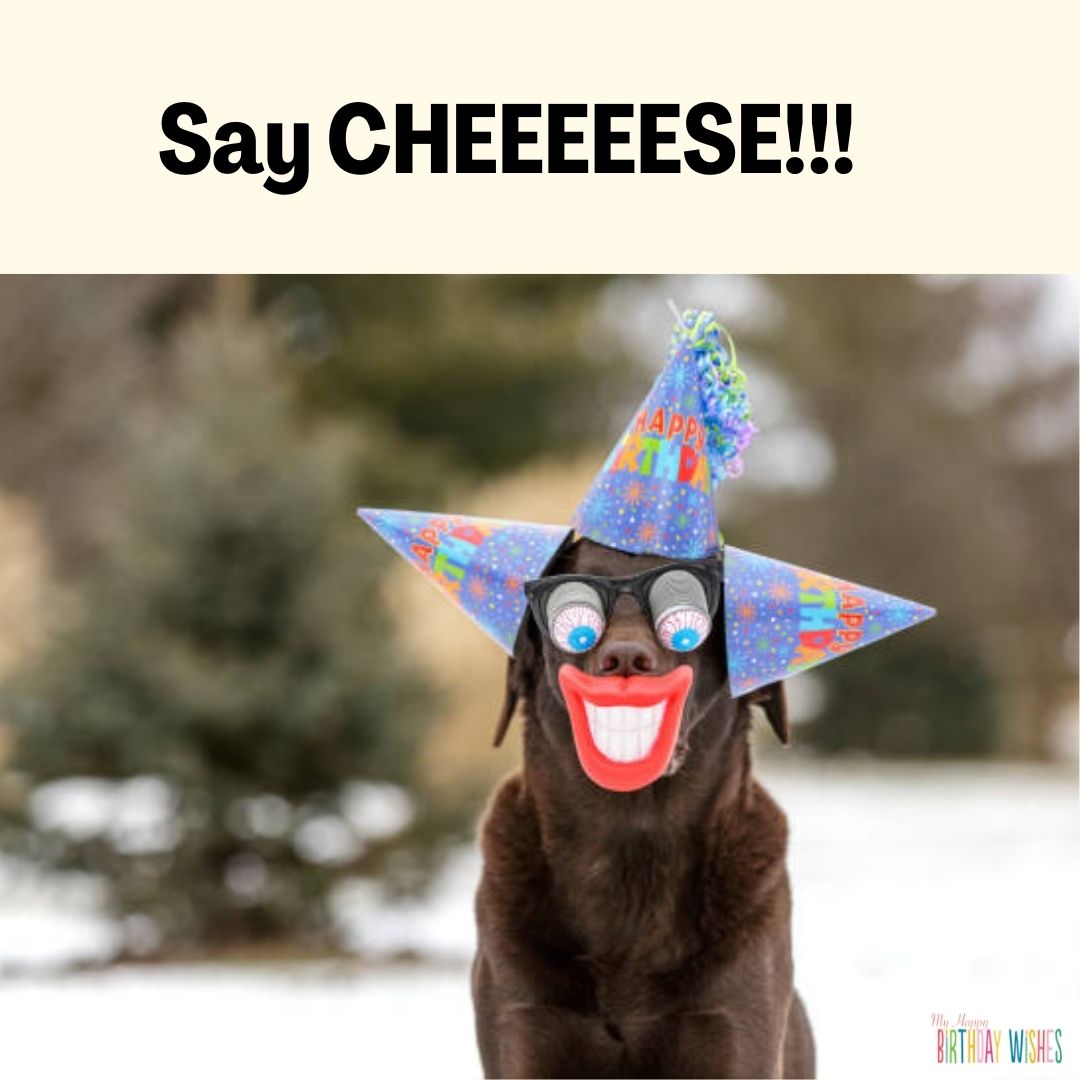 Cheese on Birthday - funny birthday pictures