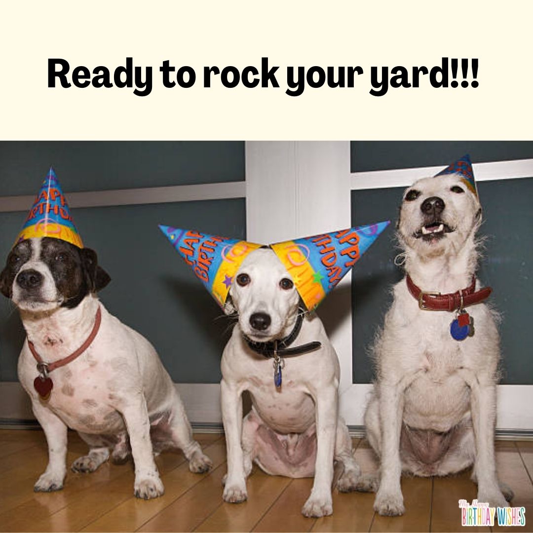 3 men with party hat - funny birthday pictures