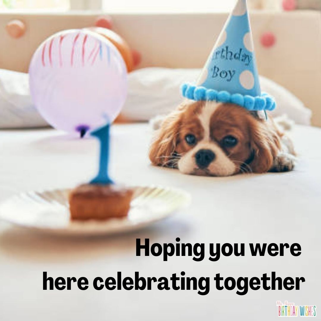 Dog and cupcake - funny birthday pictures
