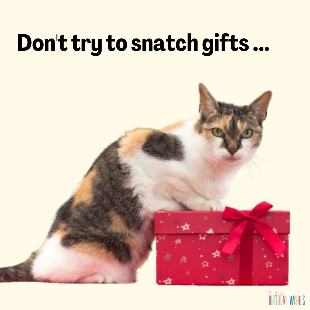 Cat with red gift - funny birthday pictures