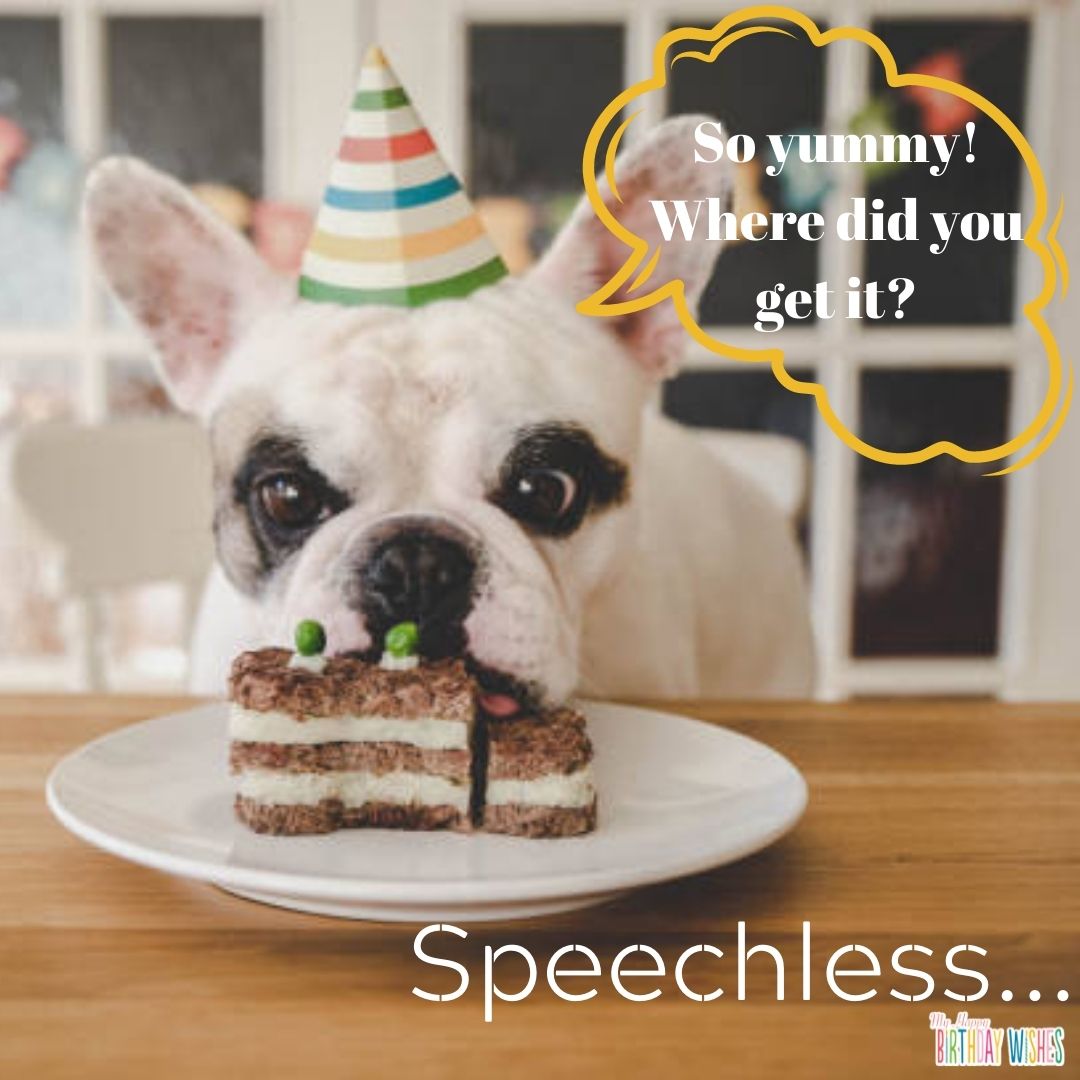 pug eating cake - funny birthday pictures