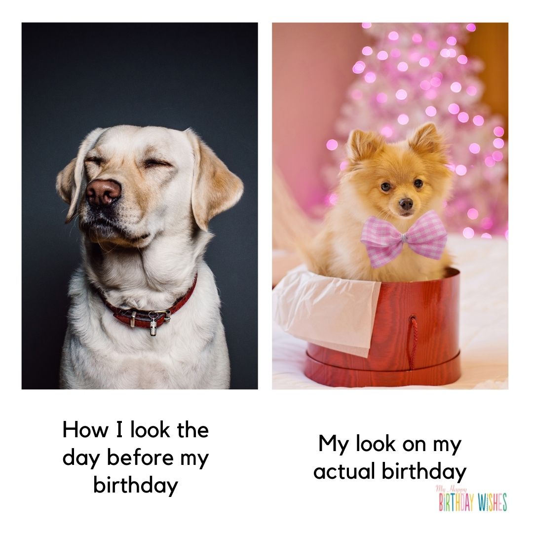 birthday meme comparison of dogs