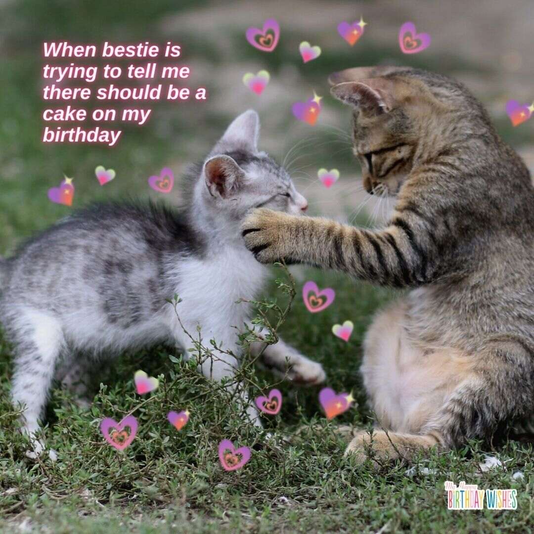 two cats image with emoji hearts design funny meme