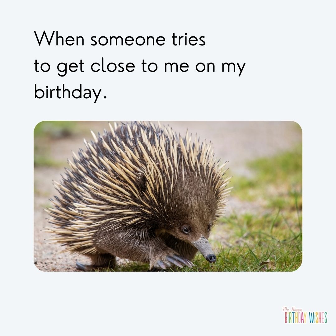 minimalist birthday meme with a sharp animal picture