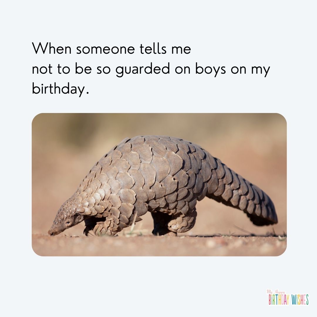 funny birthday meme with a cute shelled animal