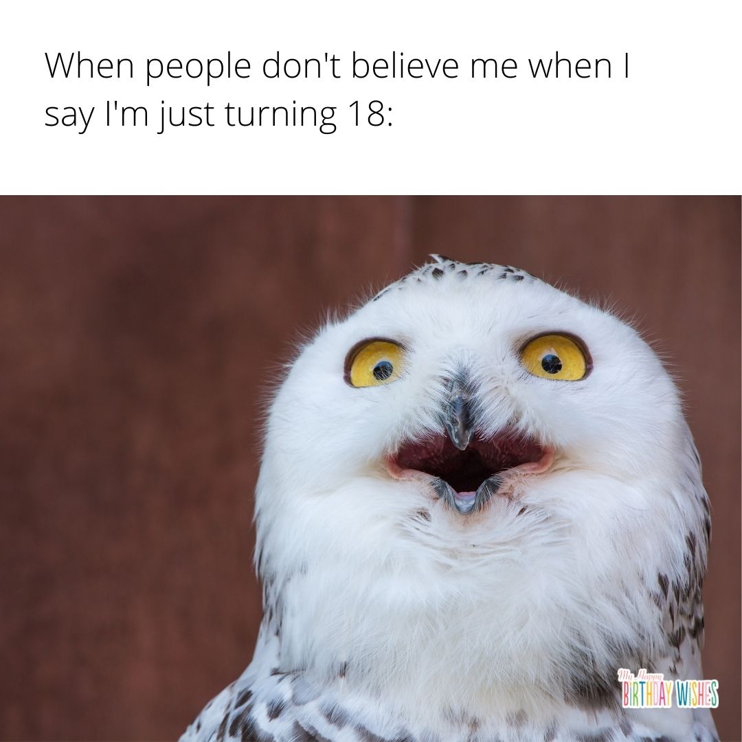 minimal design birthday meme with shocked owl image