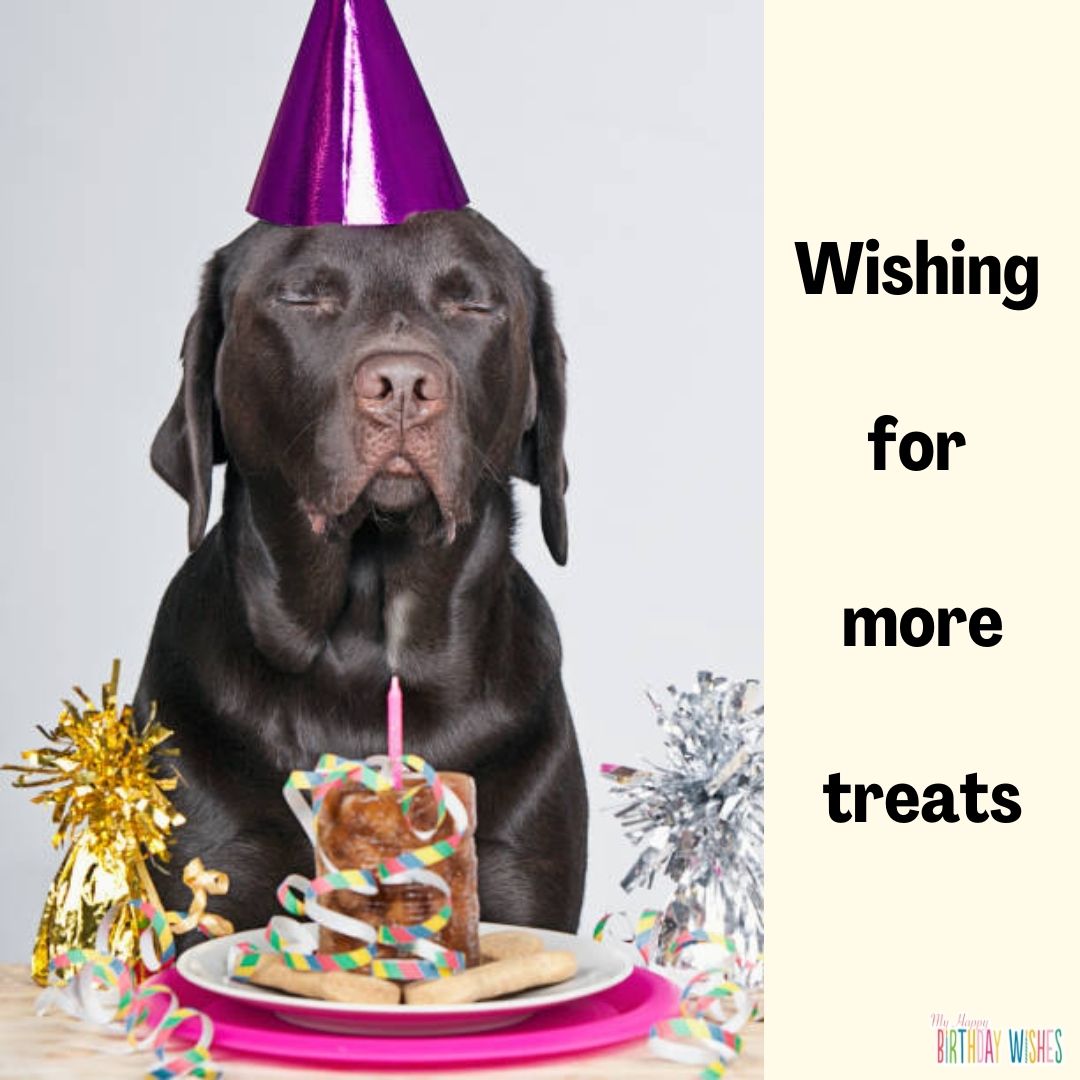more treats - funny birthday pictures