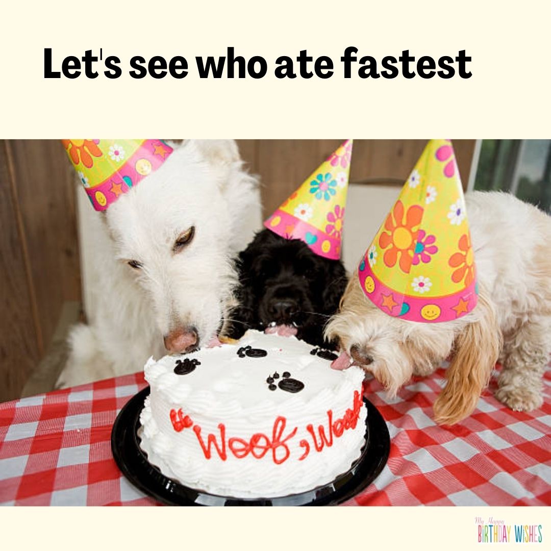 3 dog sharing cake - funny birthday pictures