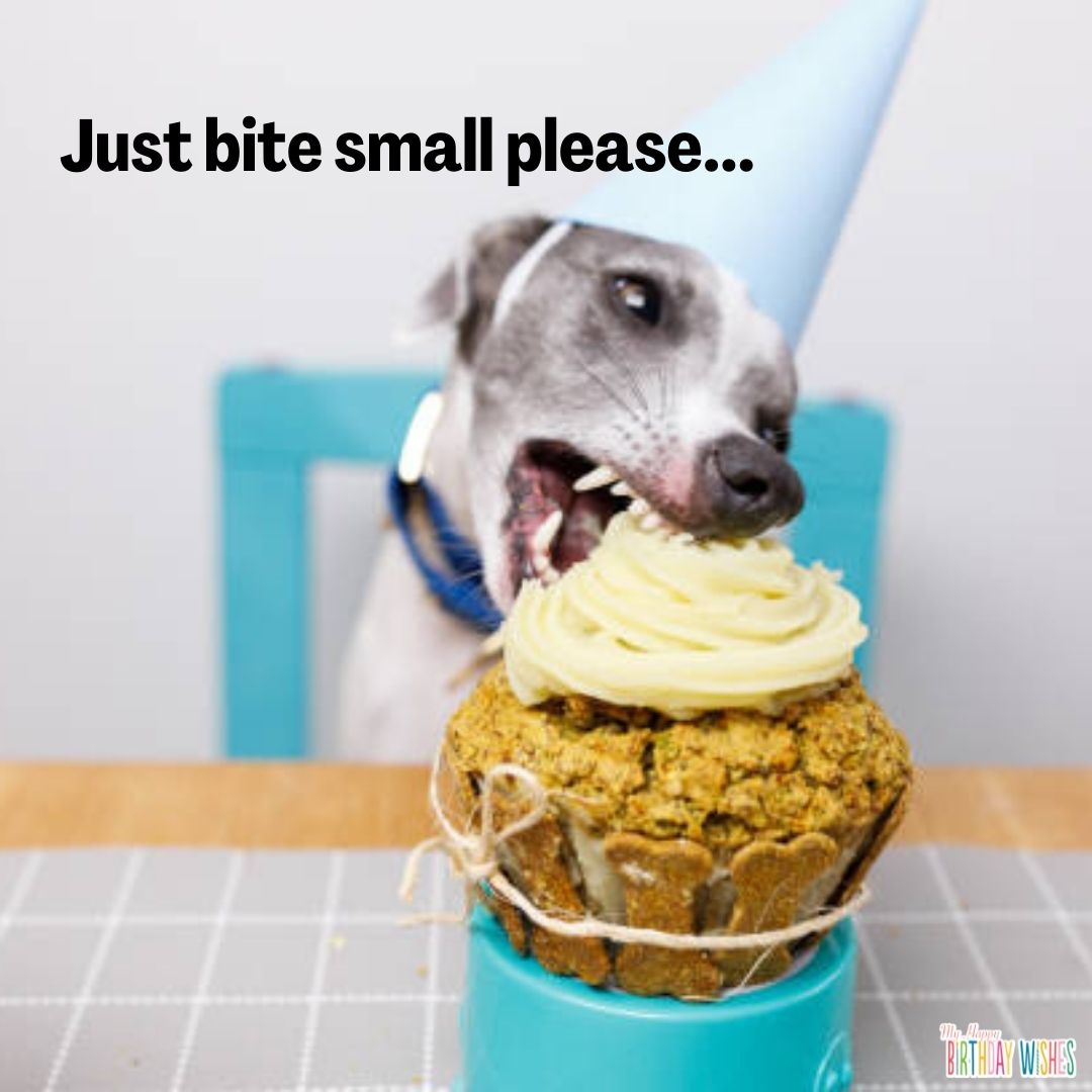 dog eating cupcake - funny birthday pictures