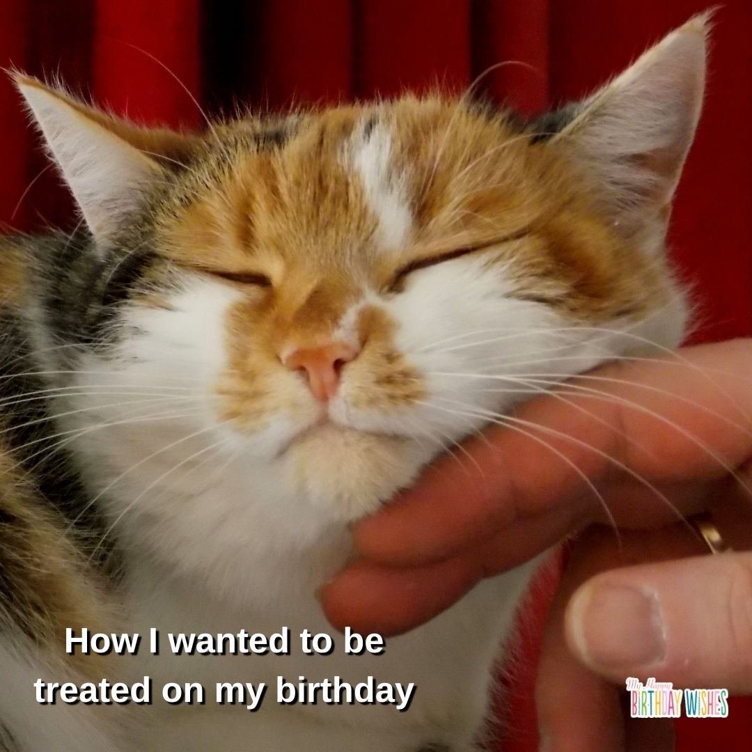 funny birthday meme with a cat wanted to be treated well on birthday