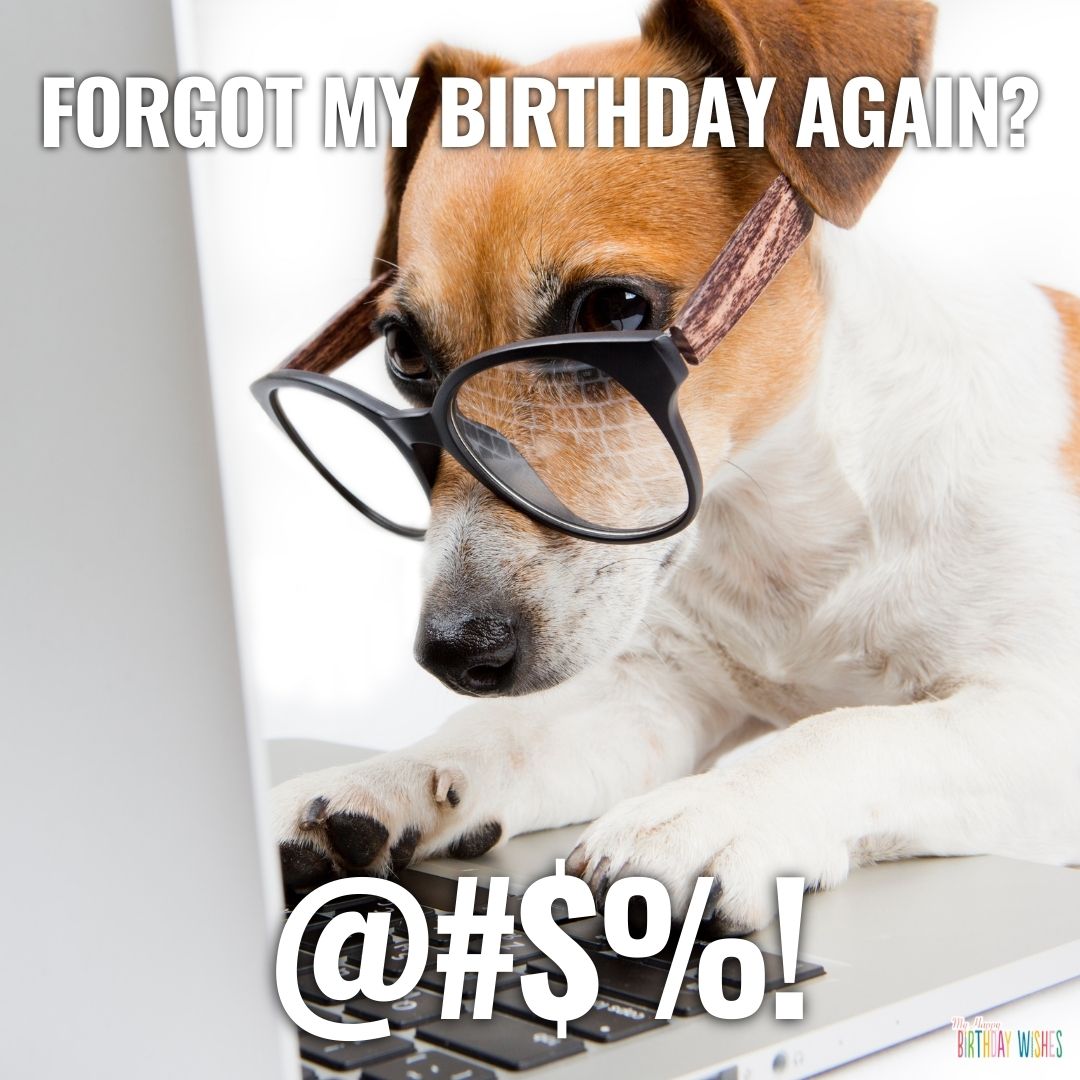 dog with glasses - funny birthday pictures