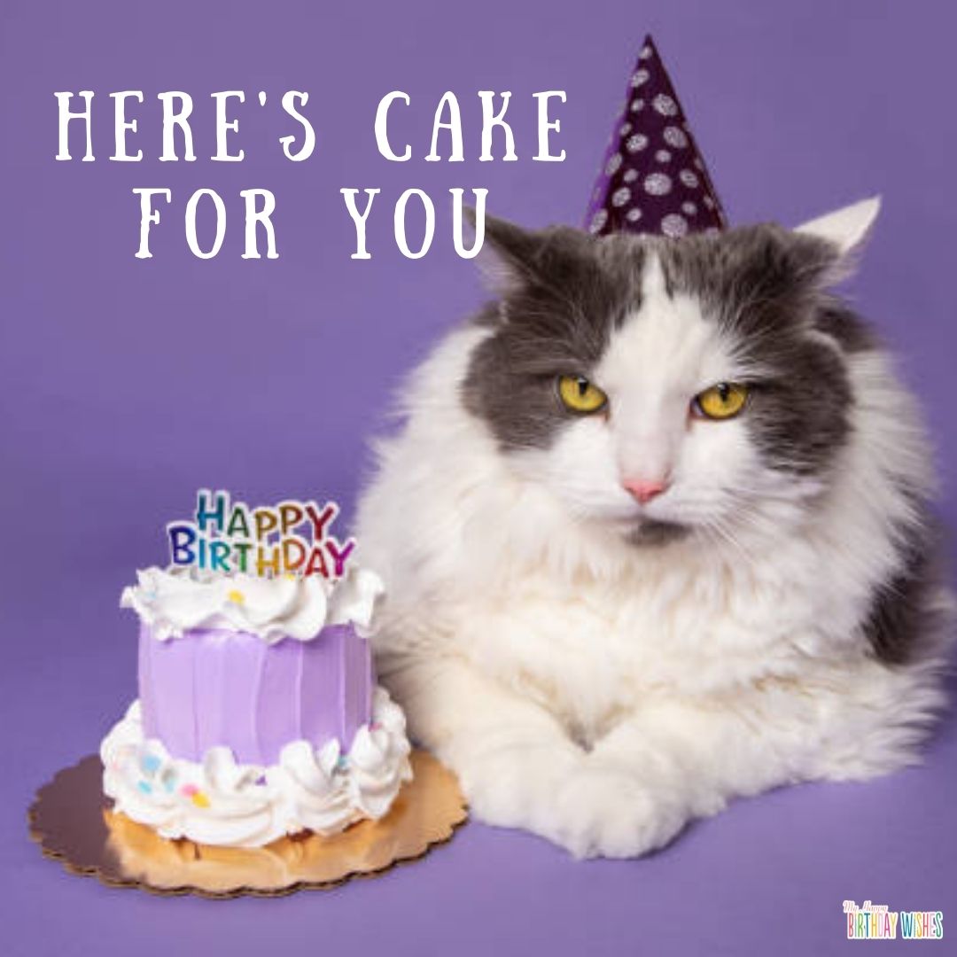 cat - funny birthday pictures