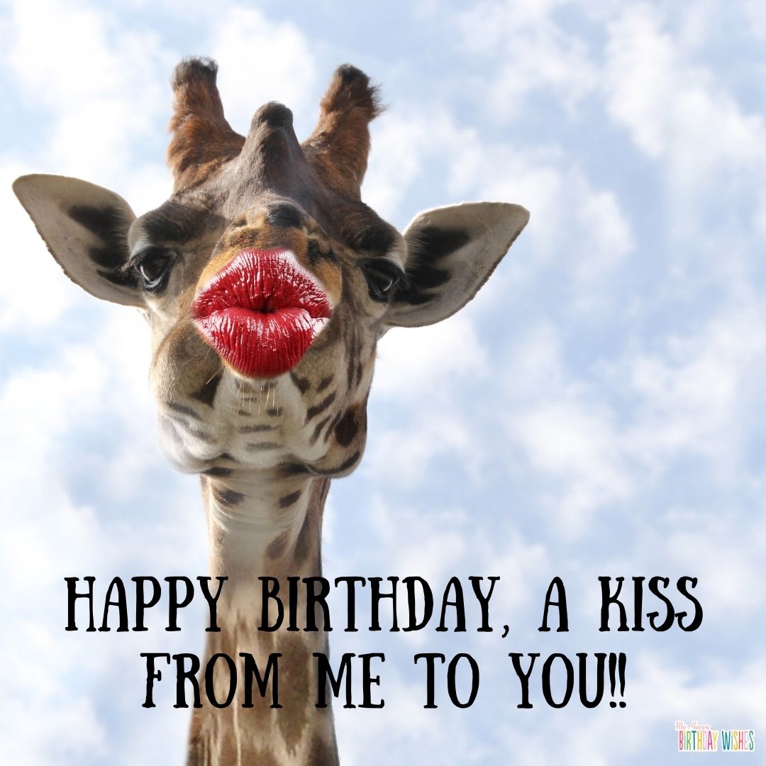 kissing giraffe - funny birthday pictures