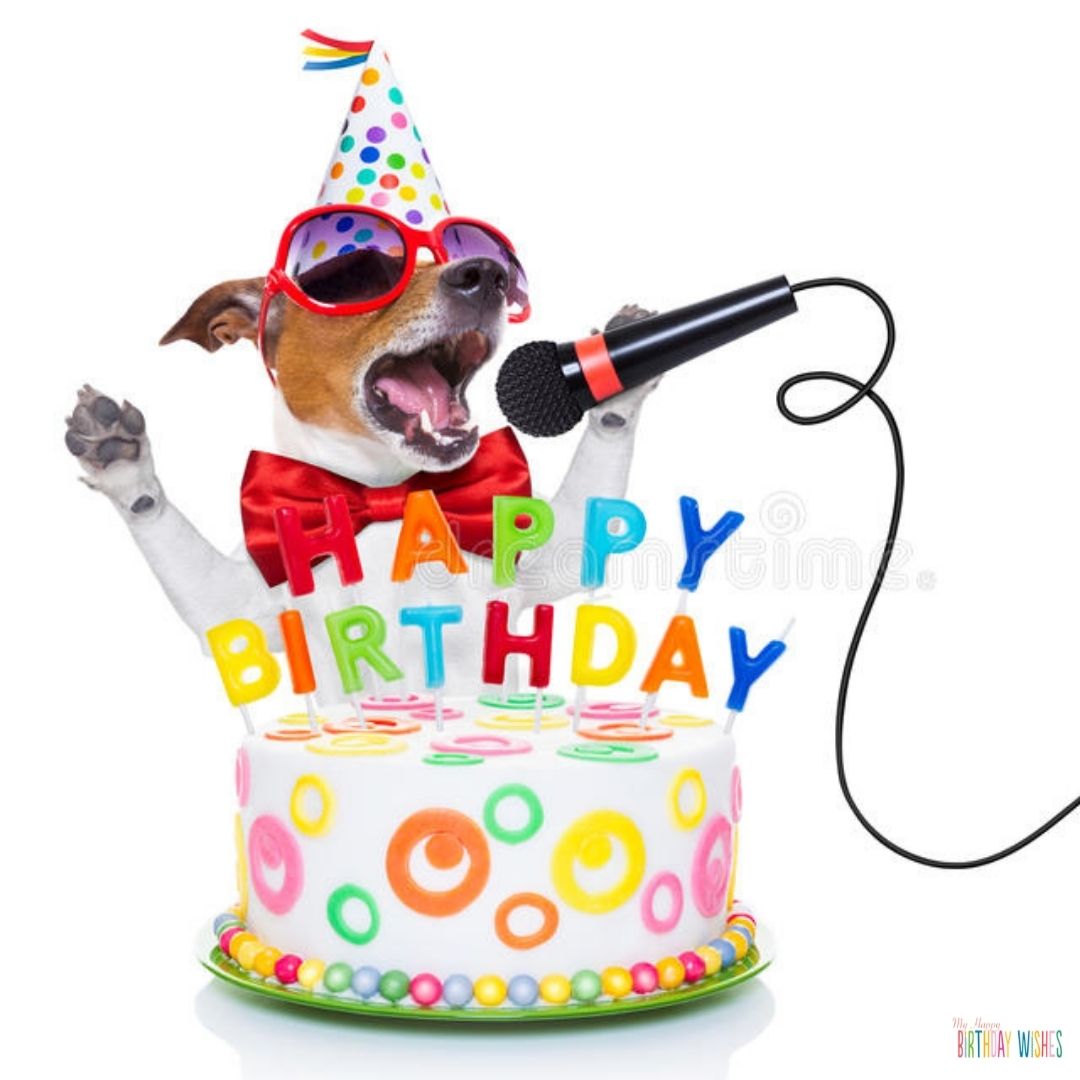 birthday dog - funny birthday pictures