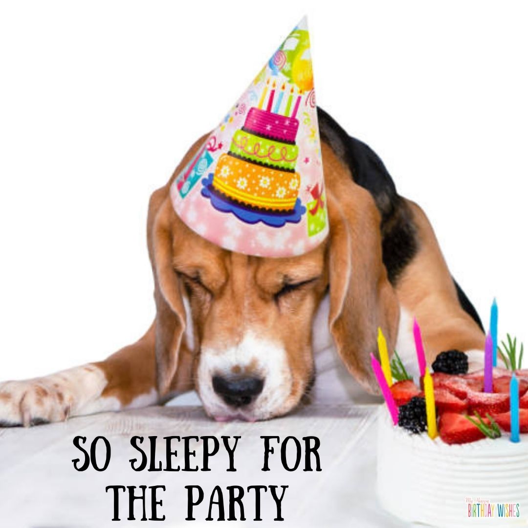 sleepy dog - funny birthday pictures