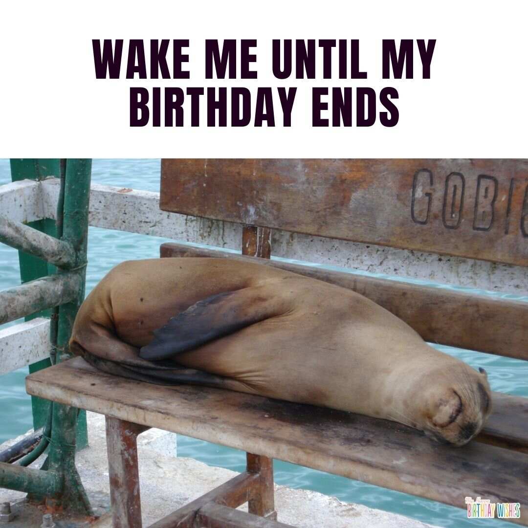 seal - funny birthday pictures