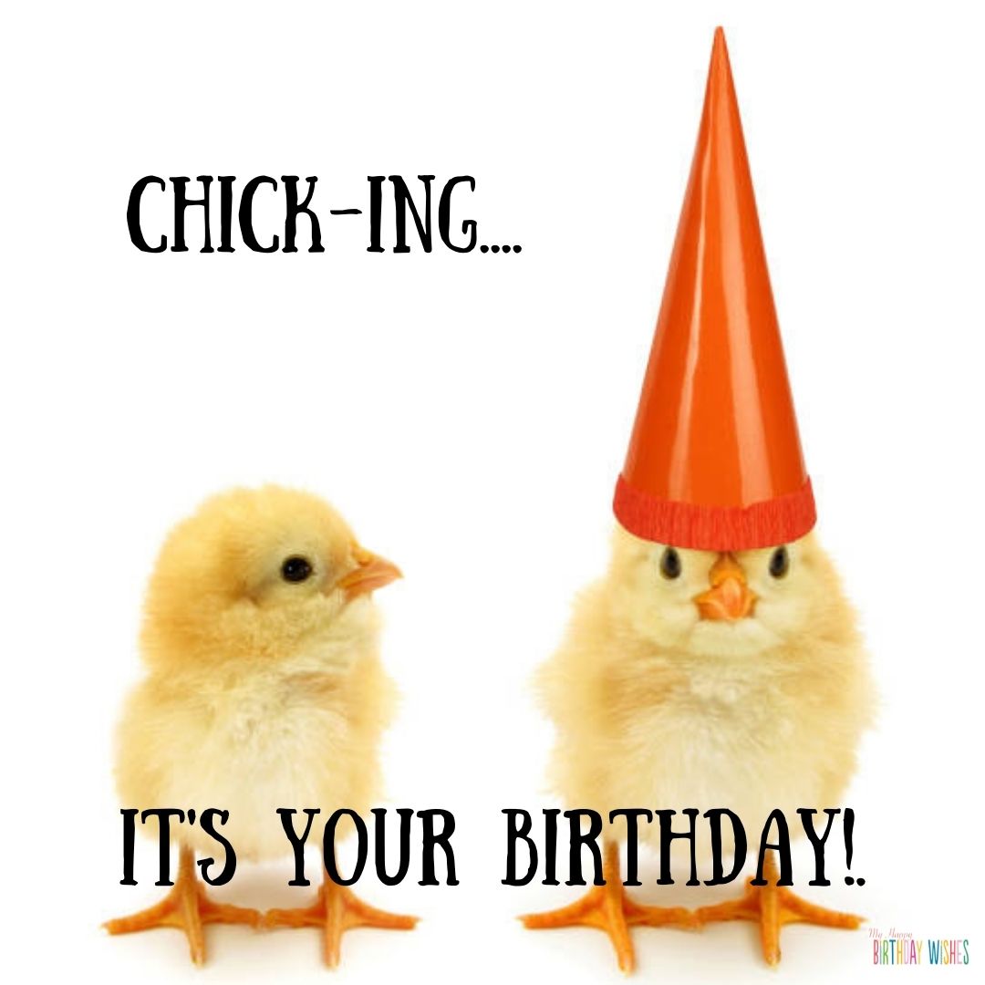 chick - funny birthday pictures