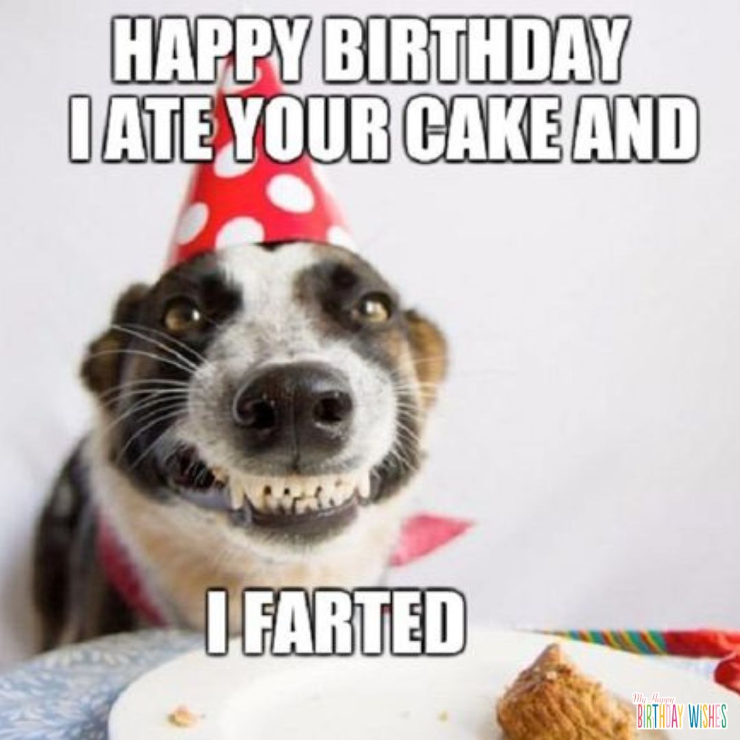 grinning dog - funny birthday pictures