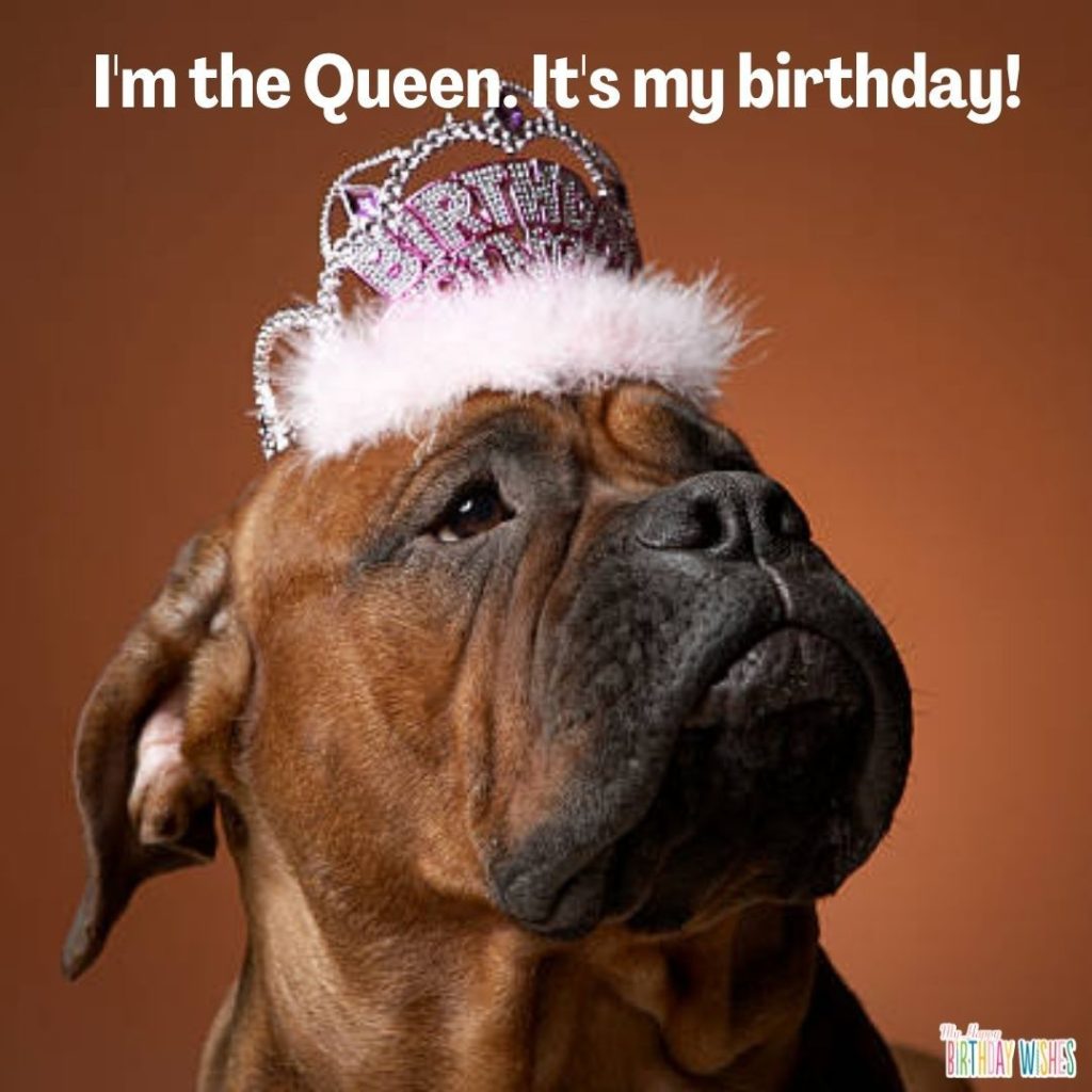Dog with crown with happy birthday meme for her