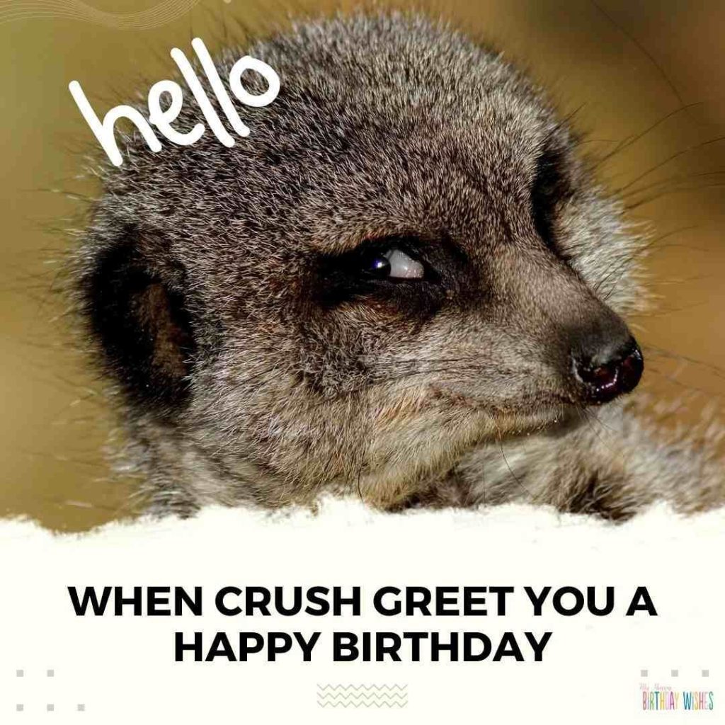 Cute face of raccoon with happy birthday meme for her